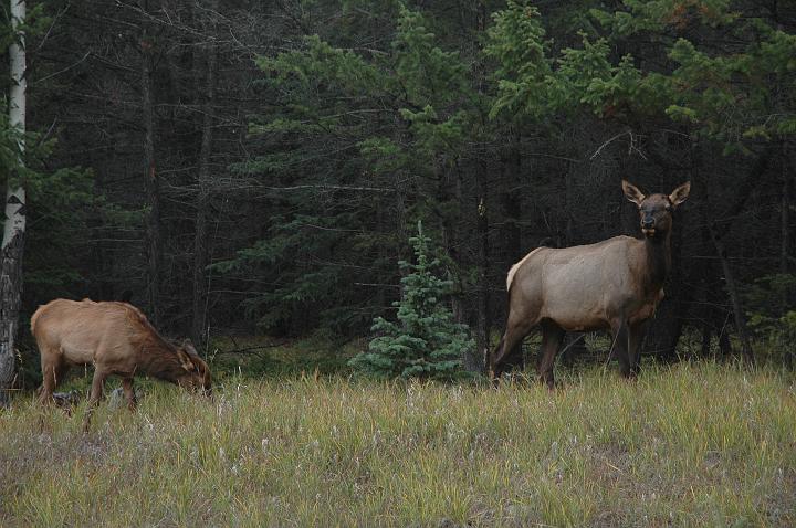 Autour de Jasper (6).JPG